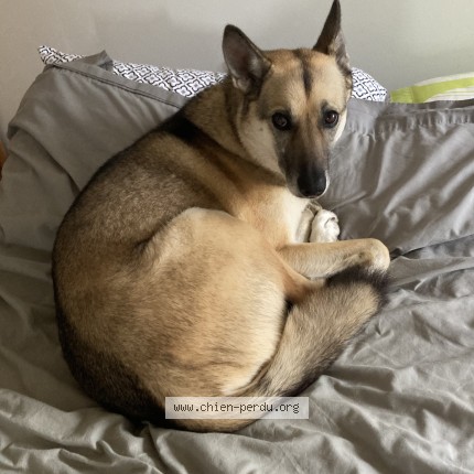 Photo 5/5 Sara Dog lost in Cleveland