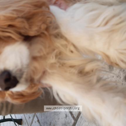 Photo 1/1 Found dog Found in Piegros la ckastre