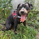 Picture of dog lost at Vierzon