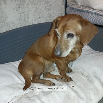 Photo 1/1 Found dog Found in St michel chef chef