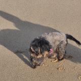 Picture of dog lost at Colombiers