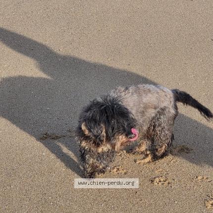 Photo 1/1 Maia Chien lost in Colombiers