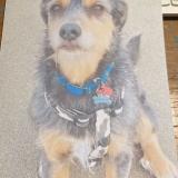 Picture of dog lost at Aspet