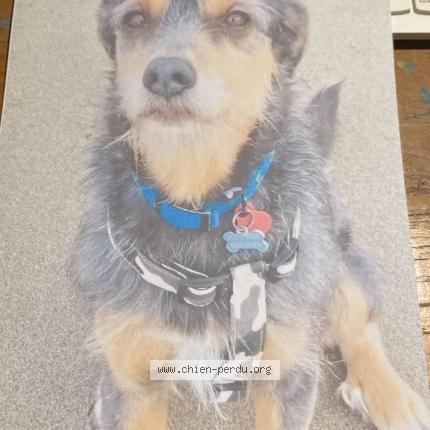 Photo 1/1 CHILLY Chien lost in Aspet