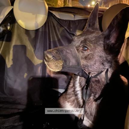 Photo 1/1 Found dog Found in Rouen