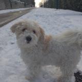 Picture of dog lost at Cergy