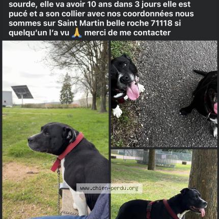 Photo 1/1 Maïtika Chien lost in Saint martin belle roche