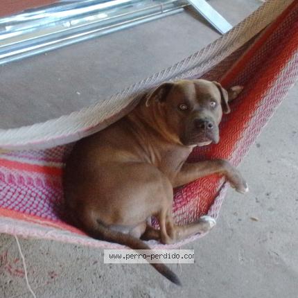 Photo 1/1 KIWI Chien lost in Colonia costa rica san salvador