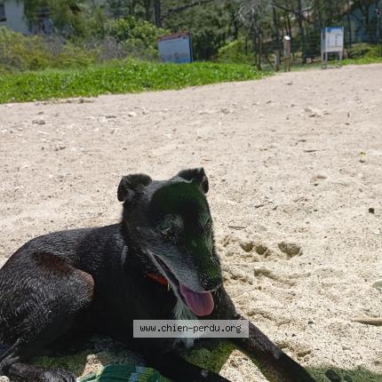 Photo 1/1 Lilou Chien lost in Le tampon