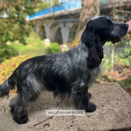 Photo 1/1 Tango Chien lost in Palinges