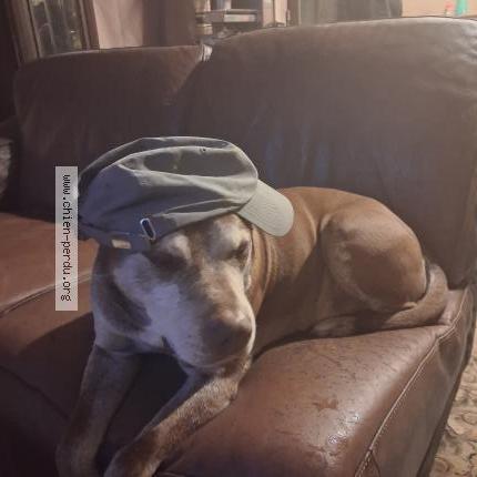 Photo 1/1 Balou Chien lost in Aubrives