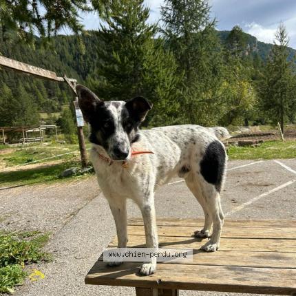 Photo 1/1 Tilu Chien lost in Saint barthelemy le plain