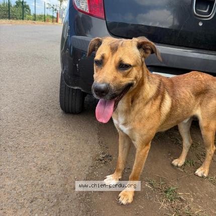 Photo 1/1 Found dog Found in St leu grand fond