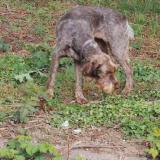 Picture of dog found at Verviers