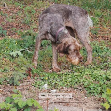 Photo 1/1 Found dog Found in Verviers