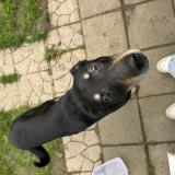 Picture of dog found at Loos En Gohelle