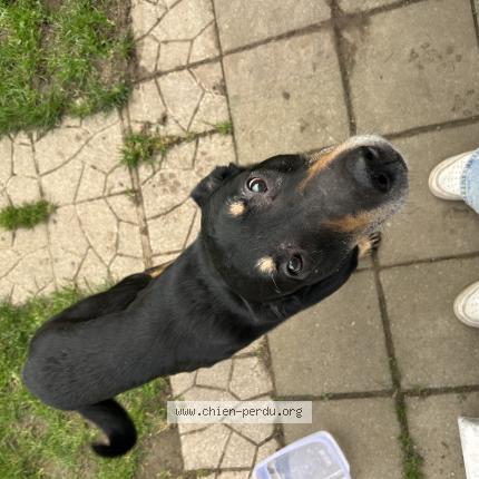 Photo 1/1 Found dog Found in Loos en gohelle