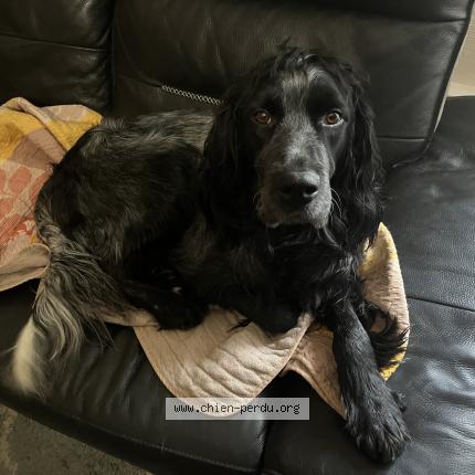 Photo 1/1 Pablo Chien lost in Laval