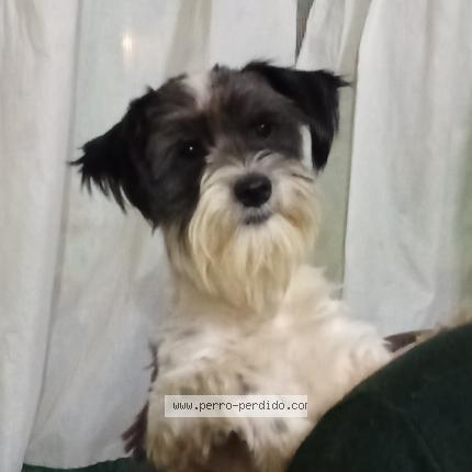 Photo 1/1 Manchi Chien lost in Punta indio