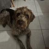 Picture of dog lost at Marseille