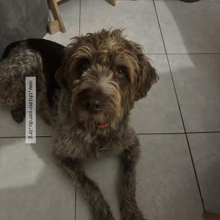 Photo 1/1 Obelix Chien lost in Marseille