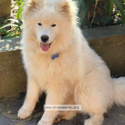 Photo 1/2 Tango Chien lost in Saint nicolas de pierrepont