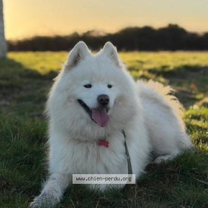 Photo 2/2 Tango Chien lost in Saint nicolas de pierrepont