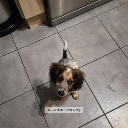 Photo 1/1 Judy Chien lost in Bonnoeuvre