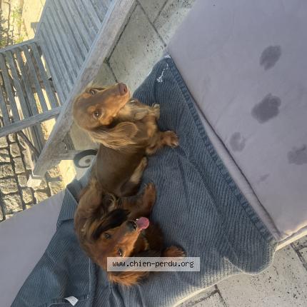 Photo 1/1 Newton Chien lost in Wavre