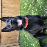 Picture of dog lost at Plattsville