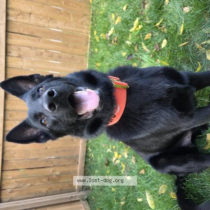 Photo 1/1 Kuro Chien lost in Plattsville