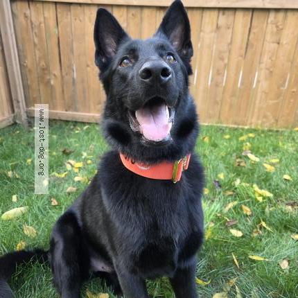 Photo 1/1 Kuro Chien lost in Plattsville