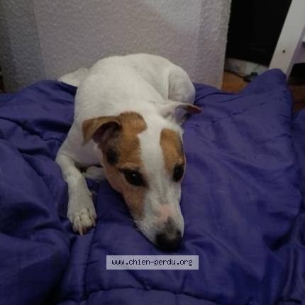 Photo 1/1 Found dog Found in Beziers