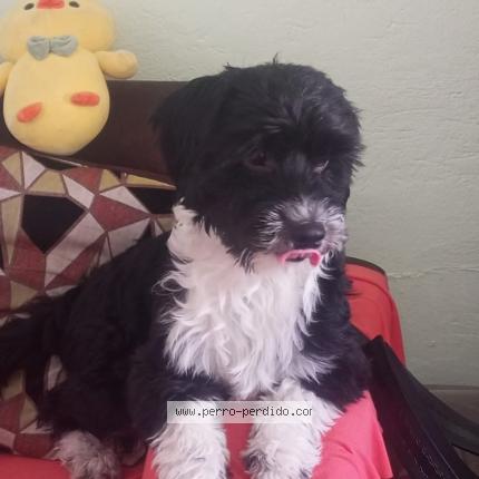 Photo 1/1 Rocky Chien lost in Quito