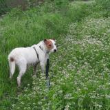 Picture of dog lost at Limoux