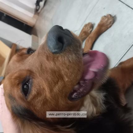 Photo 1/1 Found dog Found in Buenos aires