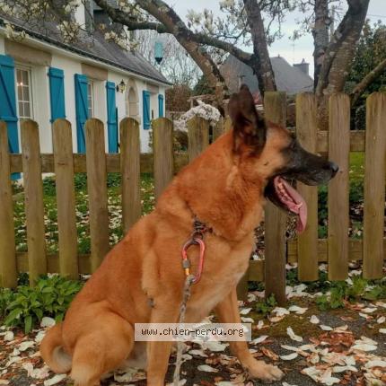 Photo 1/1 Jazz Chien lost in Saint ave