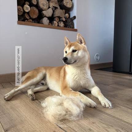 Photo 1/1 Uki Chien lost in Blanzy