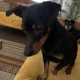Jako