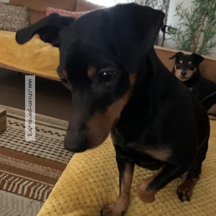 Foto van vermiste hond in Grace Hollogne