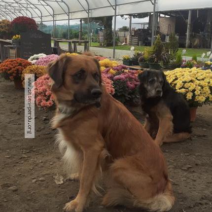 Photo 1/1 Rouky Chien lost in Artagnan