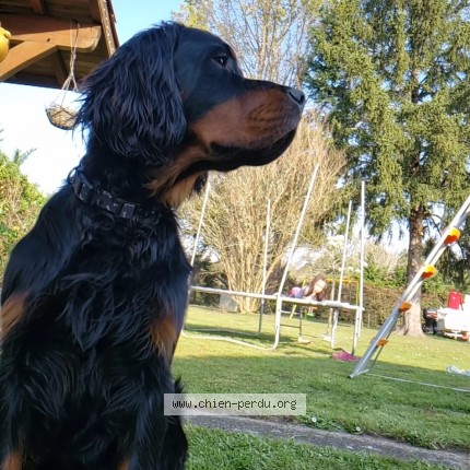 Photo 1/1 Arristoun Dog lost in Pissos