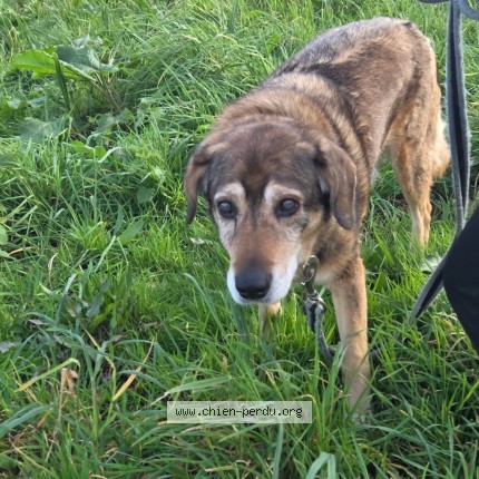 Photo 1/1 Papi nesquick Dog lost in Guilers