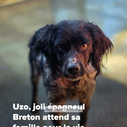 Photo 1/1 Ulysse Dog lost in La Villeneuve Au Chene