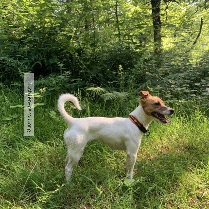 Foto 1/1 Skitty Hond vermist in Sougnez Remouchamps
