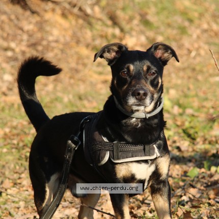 Photo 1/1 Paco Dog lost in Beauzelle