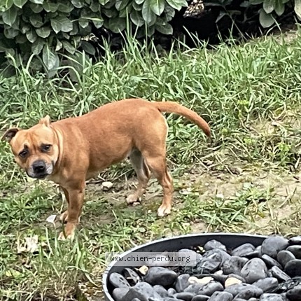 Photo 1/1 Pétale Dog lost in Mons