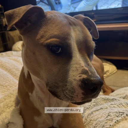 Foto 1/1 Hond teruggevonden Vermist in Jemeppe Sur Meuse