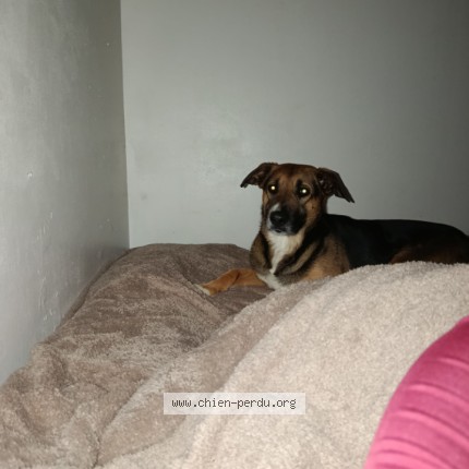 Picture of dog lost at Jardin