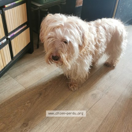 Foto 1/1 Hond teruggevonden Gevonden in Nivelles